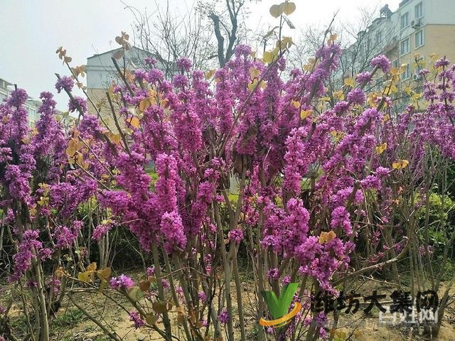 總價低,經濟實惠,佳樂家旁好房