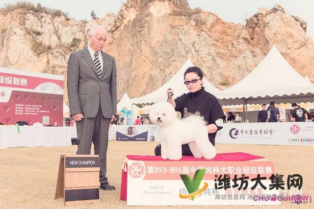 濰坊寵物美容師培訓,寵物美容培訓哪里好教得好?