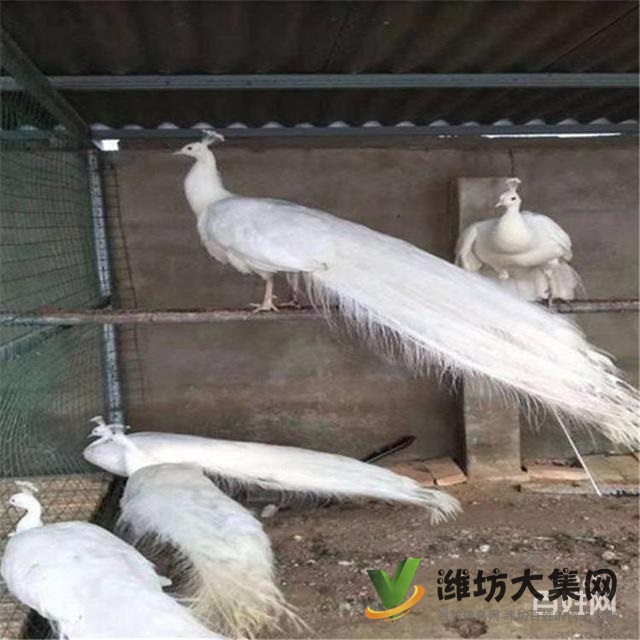 濰坊奎文白孔雀一年的賣多少錢一只