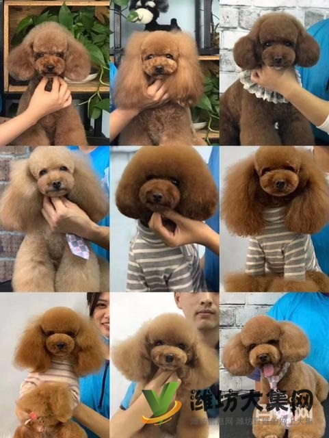 濰坊寵物美容學(xué)校培訓(xùn)去哪好?狗狗美容師培訓(xùn)學(xué)校