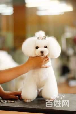 濰坊初級寵物美容培訓班課程,怎么樣