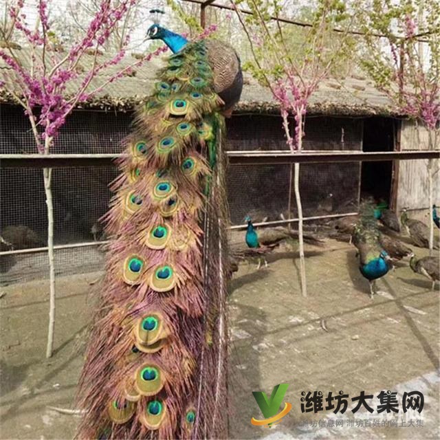 濰坊奎文黑天鵝可以人工養(yǎng)殖嗎