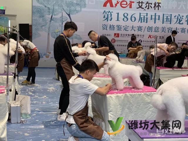 濰坊寵物美容學(xué)校培訓(xùn)正規(guī)嗎|一諾寵物美容培訓(xùn)學(xué)校