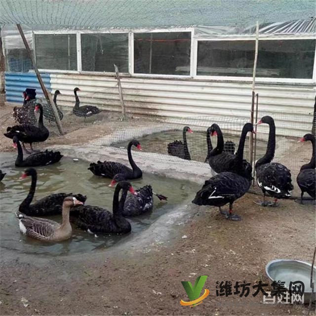 濰坊奎文黑天鵝可以人工養(yǎng)殖嗎