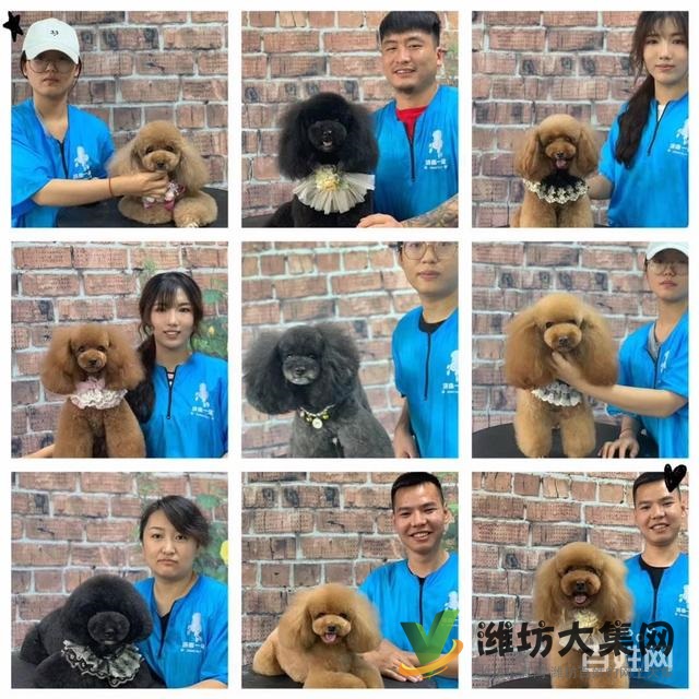 濰坊寵物美容培訓(xùn)中心怎么選|一諾寵物美容師培訓(xùn)