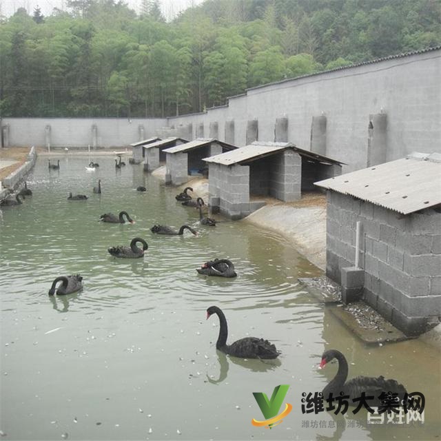 濰坊奎文白孔雀一年的賣多少錢一只