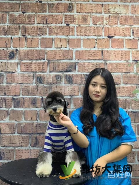 濰坊寵物美容培訓(xùn)中心怎么選|一諾寵物美容師培訓(xùn)