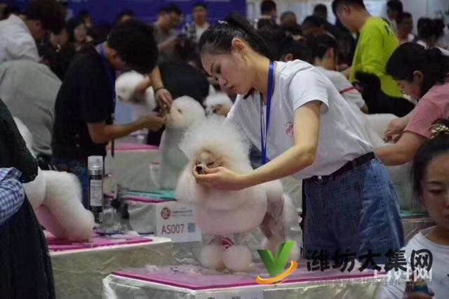 濰坊寵物美容學(xué)校培訓(xùn)去哪好?狗狗美容師培訓(xùn)學(xué)校