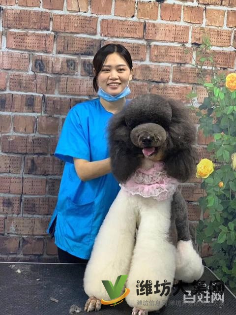 濰坊寵物美容學(xué)校培訓(xùn)去哪好?狗狗美容師培訓(xùn)學(xué)校