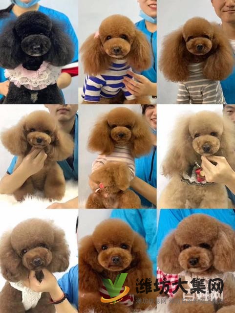 濰坊寵物美容師培訓,寵物美容培訓哪里好教得好?