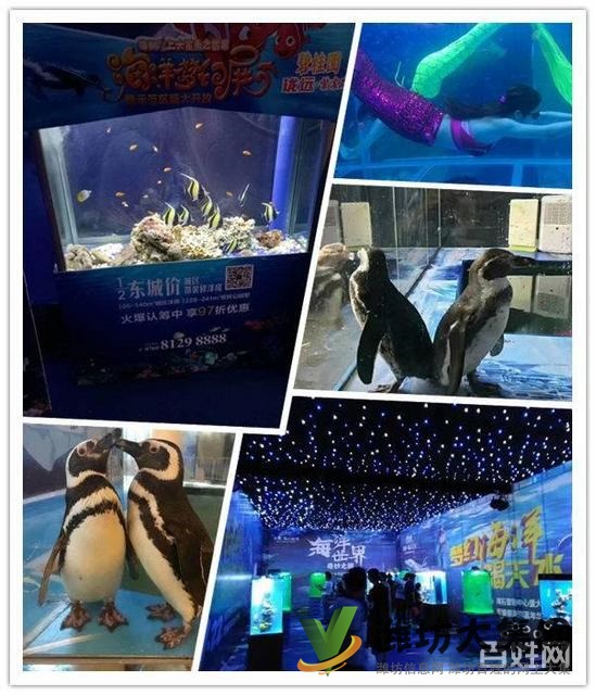 濰坊市 企鵝展覽出租 海洋生物魚缸展租賃