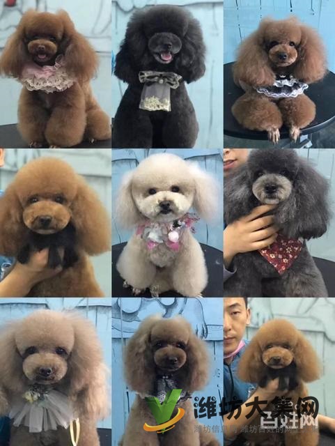 濰坊寵物美容學(xué)校培訓(xùn)去哪好?狗狗美容師培訓(xùn)學(xué)校