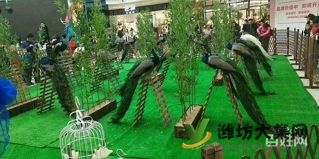 濰坊海洋生物租賃、萌寵動物租賃,百鳥展