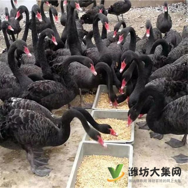 濰坊奎文白孔雀一年的賣多少錢一只