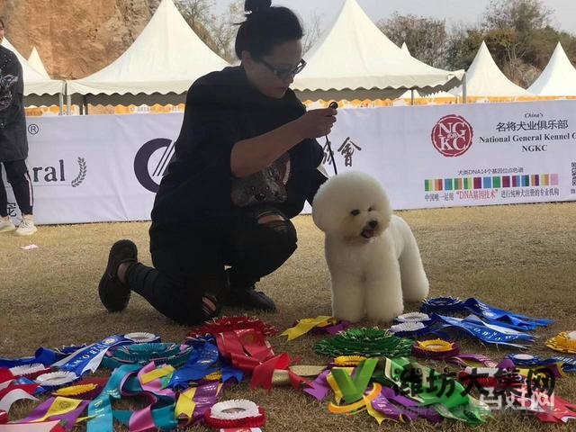 濰坊寵物美容培訓(xùn)中心怎么選|一諾寵物美容師培訓(xùn)