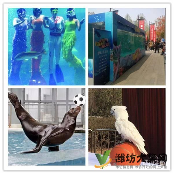 濰坊市哪里有馬戲團表演出租 環球飛車租賃