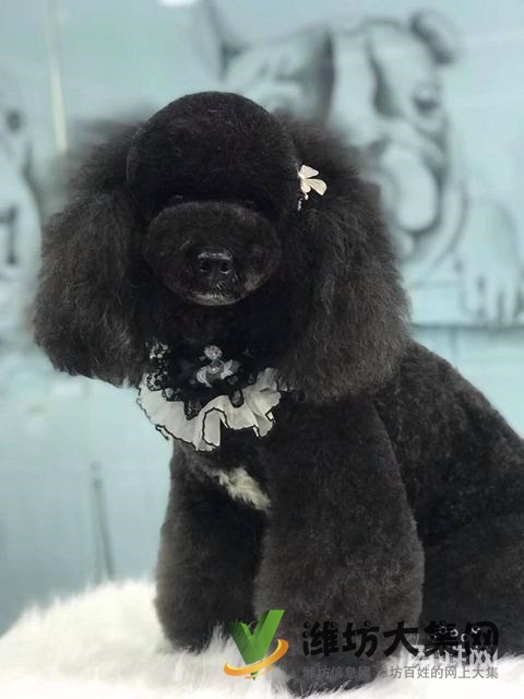 濰坊寵物美容師培訓,寵物美容培訓哪里好教得好?