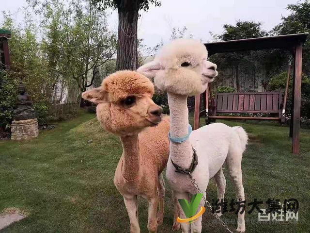 濰坊奎文哪里有出售羊駝的 羊駝出租 小羊駝多少錢一只