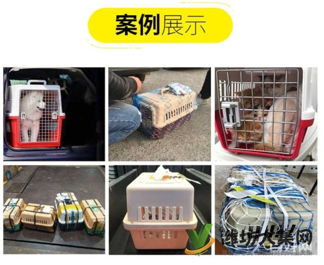 濰坊哪里有寵物托運公司 托運寵物多少錢?