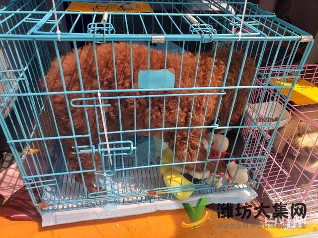 濰坊 國內(nèi)國際寵物托運公司 需要多少錢