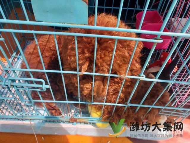 濰坊 國內(nèi)國際寵物托運公司 需要多少錢