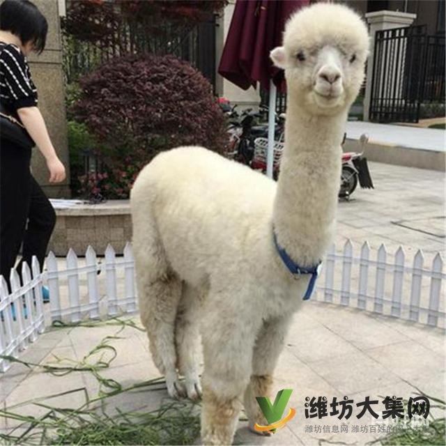 濰坊奎文哪里有出售羊駝的 羊駝出租 小羊駝多少錢一只