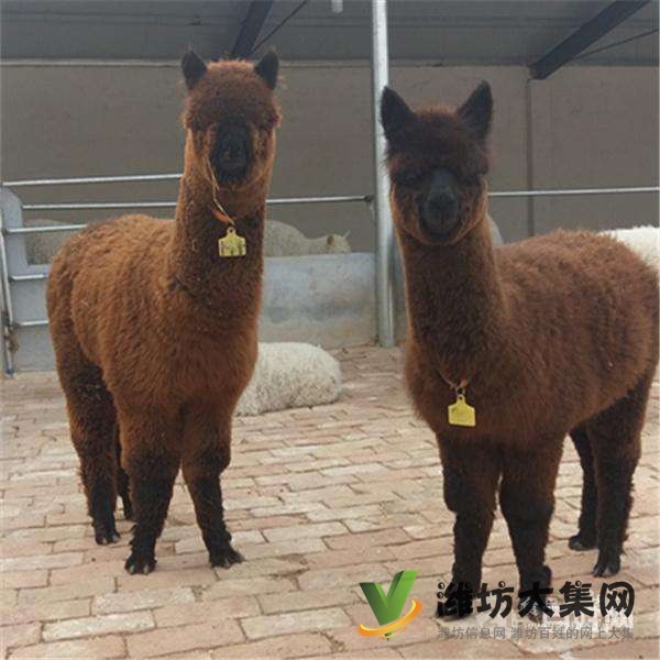 濰坊奎文哪里有出售羊駝的 羊駝出租 小羊駝多少錢一只