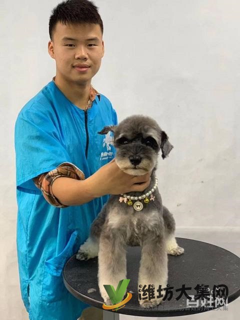 濰坊寵物美容師培訓,寵物美容培訓哪里好教得好?