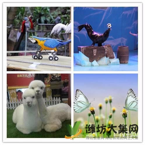 美人魚魚缸表演出租 大安海獅表演出租