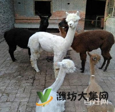 濰坊奎文哪里有出售羊駝的 羊駝出租 小羊駝多少錢一只