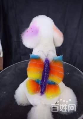 濰坊初級寵物美容培訓班課程,怎么樣