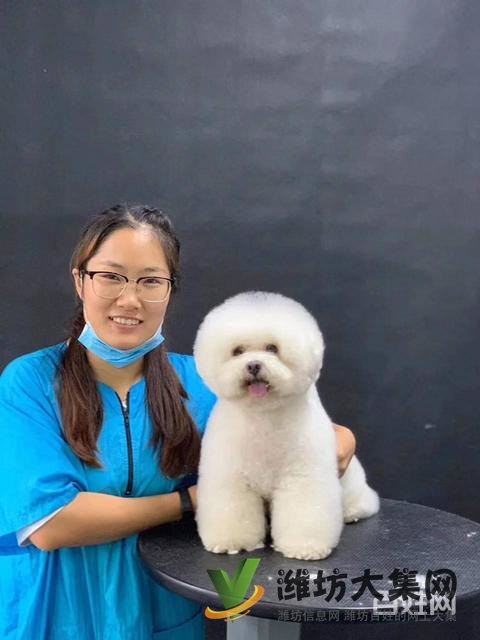 濰坊寵物美容師培訓,寵物美容培訓哪里好教得好?