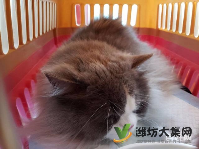 濰坊 國內(nèi)國際寵物托運公司 需要多少錢