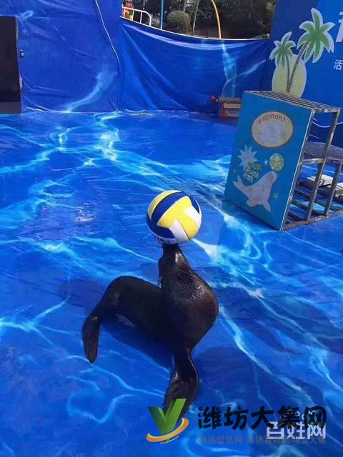 濰坊海洋生物租賃、萌寵動物租賃,百鳥展