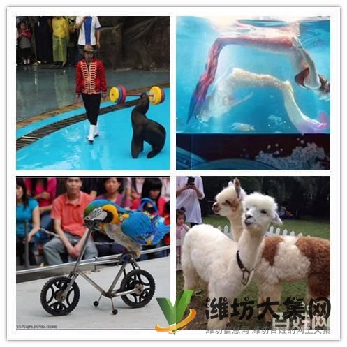 美人魚魚缸表演出租 大安海獅表演出租