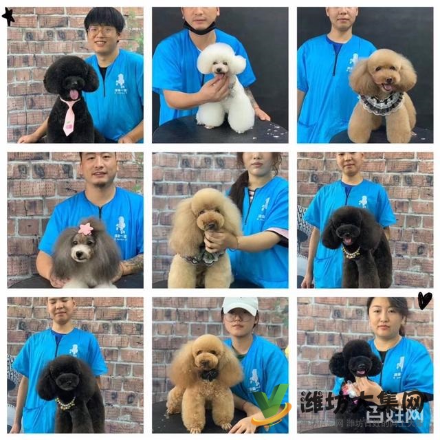 濰坊寵物美容培訓(xùn)中心怎么選|一諾寵物美容師培訓(xùn)