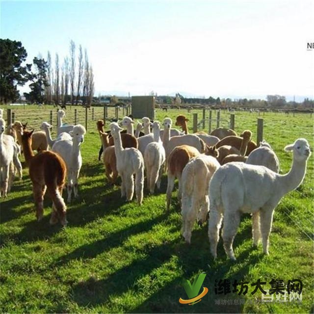 濰坊奎文哪里有出售羊駝的 羊駝出租 小羊駝多少錢一只