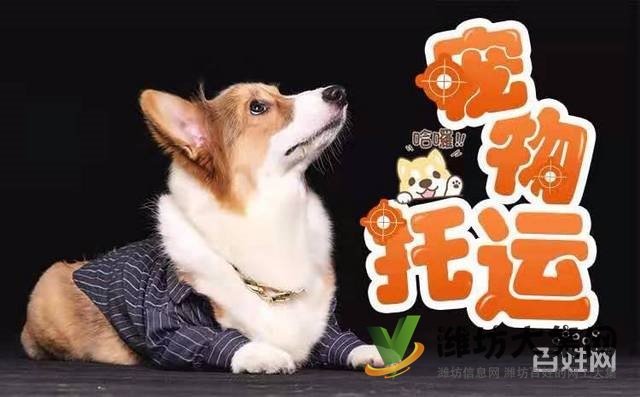 濰坊星寵快運-你隨意丟棄的,確是別人拼命守護