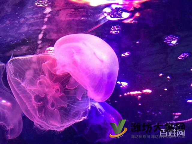 濰坊海洋展資源出租海洋館生物展企鵝海獅租賃