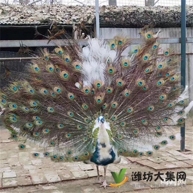 濰坊奎文黑天鵝可以人工養(yǎng)殖嗎