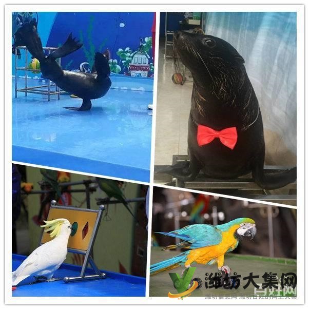 濰坊市 海洋生物魚缸展出租 企鵝展覽租賃