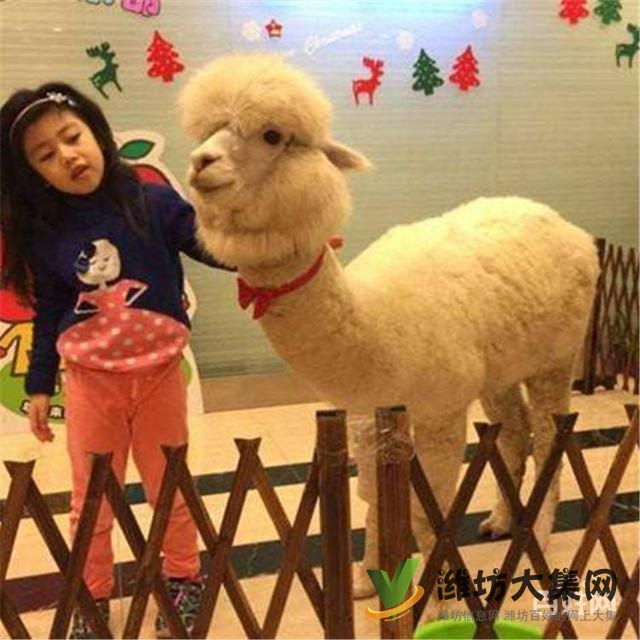 濰坊奎文哪里有出售羊駝的 羊駝出租 小羊駝多少錢一只