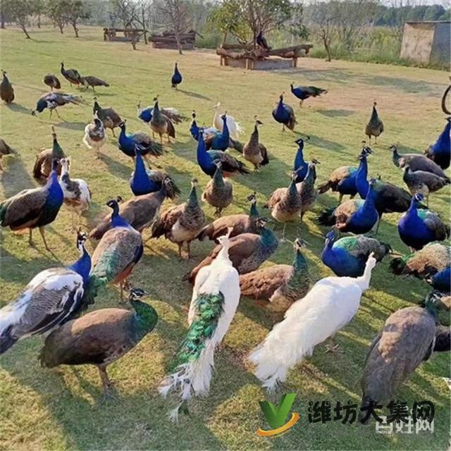 濰坊奎文白孔雀一年的賣多少錢一只