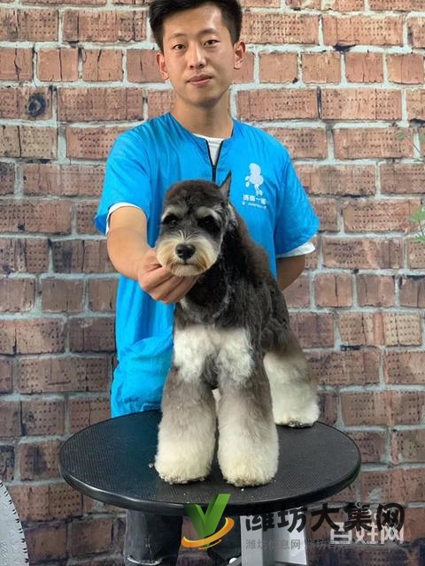 濰坊寵物美容培訓(xùn)中心怎么選|一諾寵物美容師培訓(xùn)