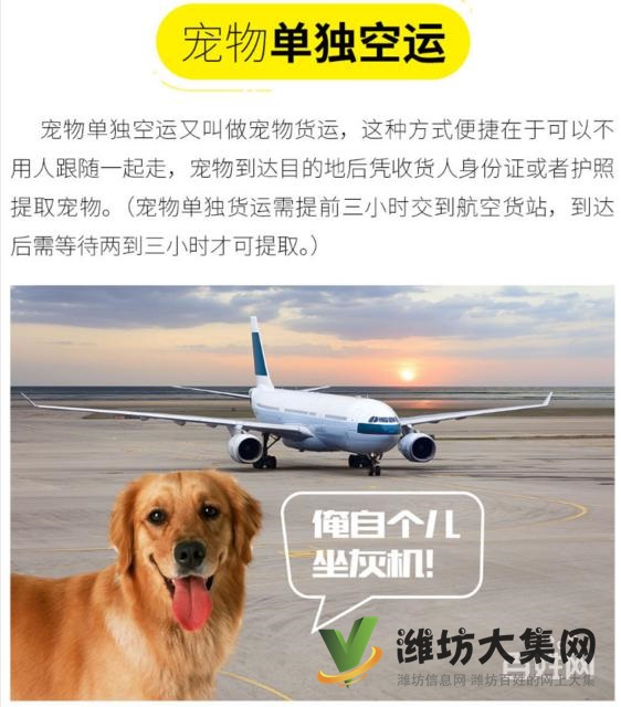 濰坊哪里有寵物托運公司 托運寵物多少錢?