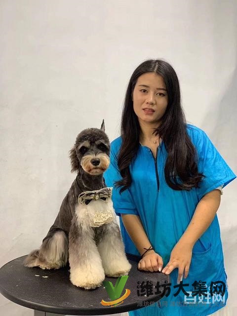 濰坊寵物美容培訓(xùn)中心怎么選|一諾寵物美容師培訓(xùn)