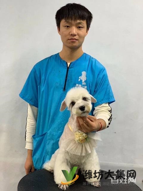 濰坊寵物美容學(xué)校培訓(xùn)正規(guī)嗎|一諾寵物美容培訓(xùn)學(xué)校