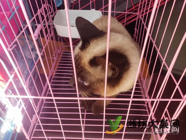 濰坊 國內(nèi)國際寵物托運公司 需要多少錢