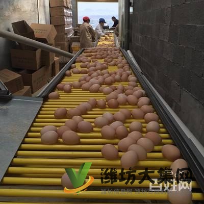 {快租免費(fèi)尋址}壽光稻田鎮(zhèn)東龐陳村養(yǎng)殖場(chǎng)出租