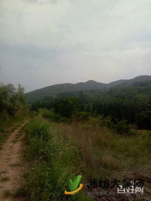 (快租免費尋址)青州王墳鎮一萬畝山頭轉讓